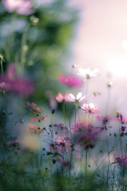 julietao:  by yako ma