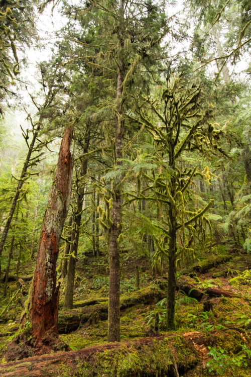 staudnhuckn:Temperate rain forestOlympic National Park, Washington, USA