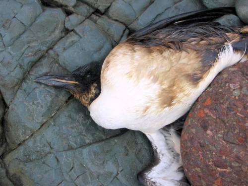 Small Oil Spills and Self-Monitoring Endanger Seabird PopulationsEven small oil spills have lethal e