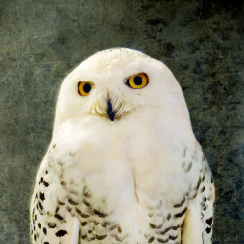  my snowy owl is flying to a new home in WI!Available only on artful home:https://www.artfulhome.com