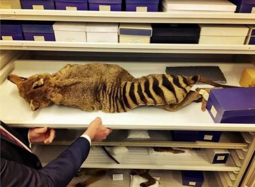 thylacine-dreams:“In the collection stores of the Australian Museum is this beautiful specimen which