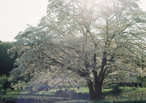 2日前はつぼみだったのに、すでに葉桜になっていた地元の一本桜。かなりの樹齢と思われます。今年は運良く愛でることができました。