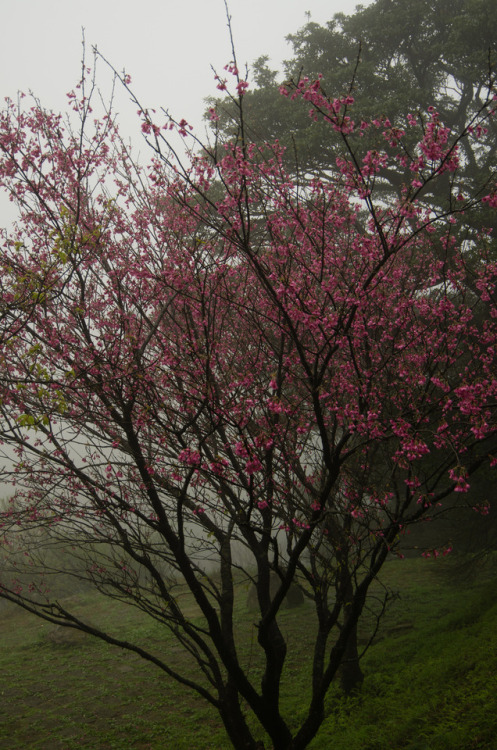 cherry blossom in fog by C.M. Tu