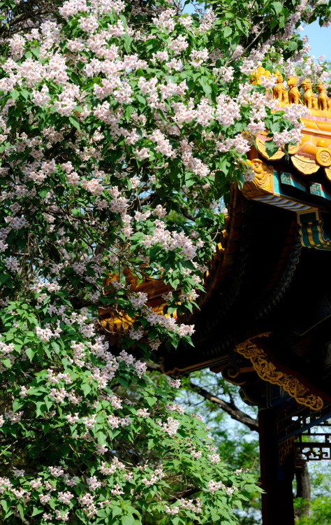 Blossoms of Catalpa bungei in the Forbidden City. 故宫博物院