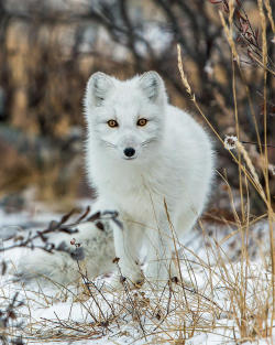 beautiful-wildlife:  Arctic Fox by Jack Bell