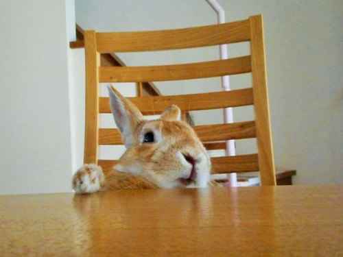thefingerfuckingfemalefury:  the-awesome-quotes:    This Bunny Understands Short People Problems   Me as a bun…