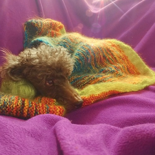 My dog is very cuddly and loves to curl up in my knitting.