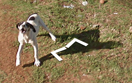 foxfamilyfeatures:  it seems like this dog chased the google streetview car for a while until it lost interest and wandered off  