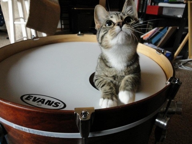 Volevo un gatto