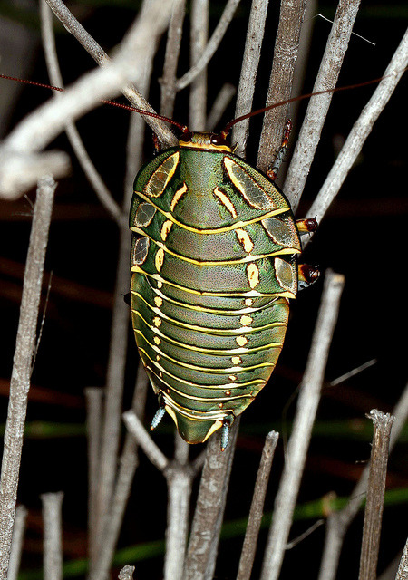 waving-madly:Painted Trilobite Cockroach (Polyzosteria mitchelli) by cowyeow on Flickr.