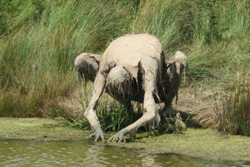 thefabulousweirdtrotters:    Homo Algus, Marais de Séné, Bretagne, France  Land art by Sophie Prestigiacomo   