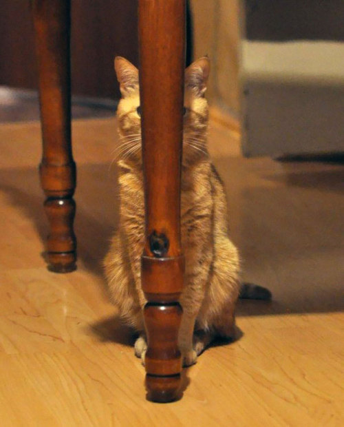 awesome-picz:  Ninja Cats That Have Mastered The Ancient Art Of Ninjutsu