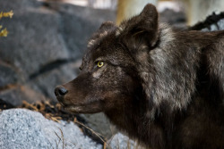 mrdsabstractadventures:  Black Wolf by Photography