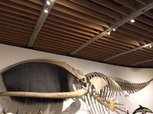 orcalovingbeing:Copenhagen’s Museum of Zoology [more posts from my visit]The skeleton of a Bowhead W