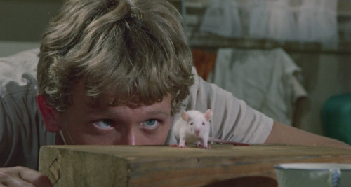 Willard (Daniel Mann, 1971) 