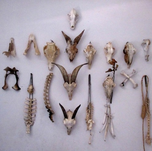 squelettedelicieux:my hanging bones wall 