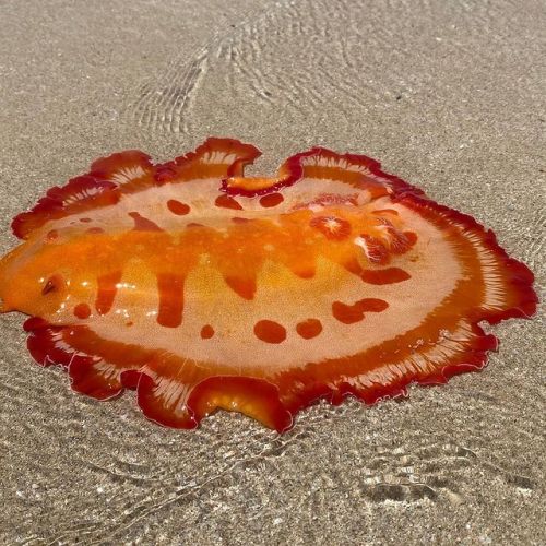 A ‘Spanish dancer’ sea slug (Hexabranchus sanguineus) has been spotted putting on a vibr