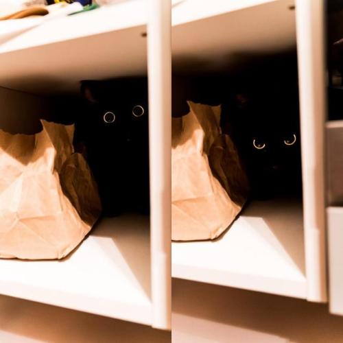 awwcutepets:And if you gaze long into an abyss, the abyss also gazes into you.