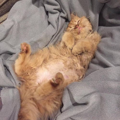 mymodernmet:  Rescued Shelter Kitten Finds Forever Home and Can’t Stop Smiling 