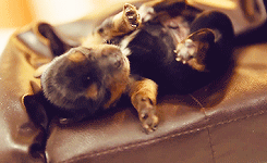trebled-negrita-princess:psychoanalyzeme-blog:tiny puppies on tiny couches !TINY PUPPY COUCH OH MY G