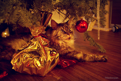 thesilverpaws:Ghaaa! The cats keep posing and looking cute with the Christmas decoration, I have no 
