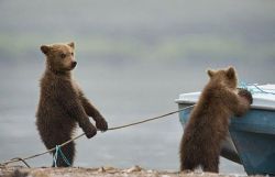 animal-factbook:  Bears enjoy boating and other water recreational sports during the summer months. 