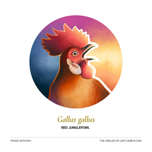 the-circles-of-life:  Gallus gallusRed Junglefowl Why did the chicken cro—nevermind, the joke&