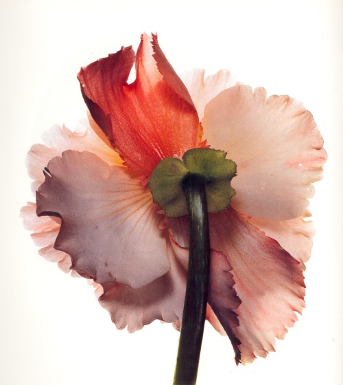 lv0009:from Irving Penn’s Flowers 