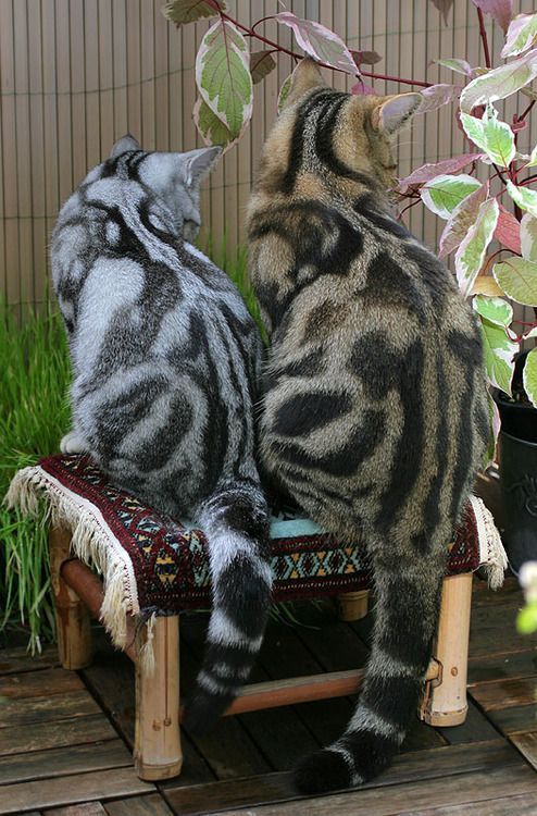 awwww-cute:  They Look Awsome (Source: http://ift.tt/1FGjPz2)