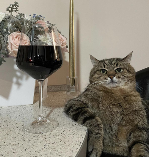 byk23: klina12: picsthatmakeyougohmm:hmmm @byk23 This is Bedelia Cat, right ? With the glass of wine