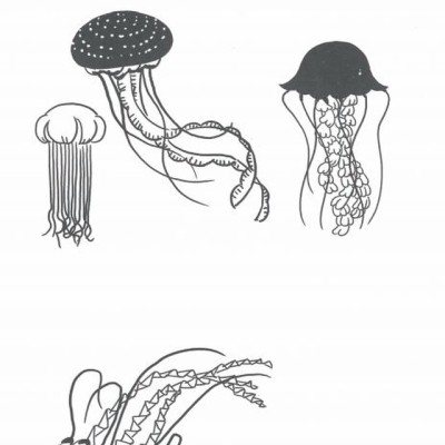 #Draw 500 Awesome Animals coming out soon! So excited for these adorable #doodle journals #walterfoster #jellyfish #animals