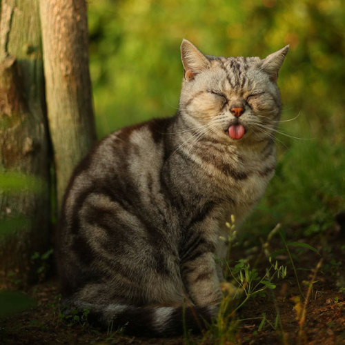 awesome-picz:   Japanese Photographer Documents The Many Faces of Tokyo’s Stray Cats.