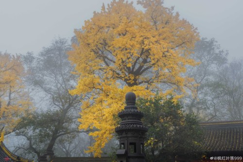 fuckyeahchinesegarden:藏海寺canghai temple, suzhou, jiangsu province by 枫红叶落999