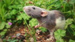 palaeopedia:  Here’s my rat! :)