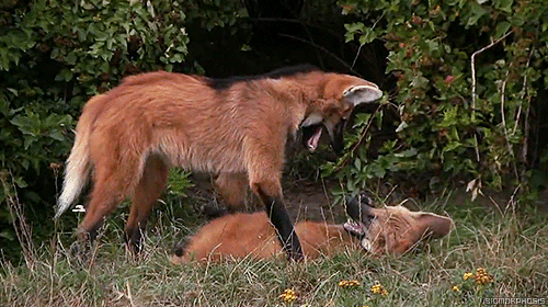 The maned wolf is the largest canine species in South America and closely resembles a red fox on sti