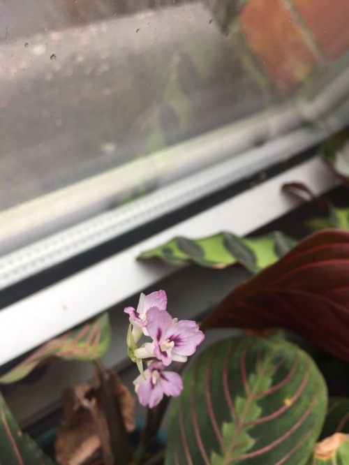 Prayer Plant Blossoms!