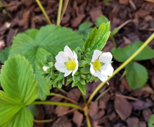 So many healthy pineberry flowers. Last year they had pretty nasty aphid and ant infestations, I hop