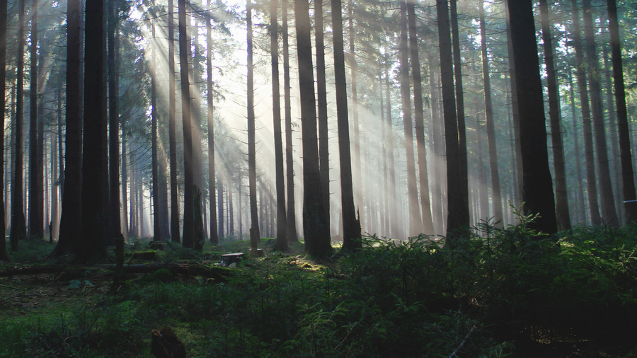 landture:  Fairytale Forest by iamarux 