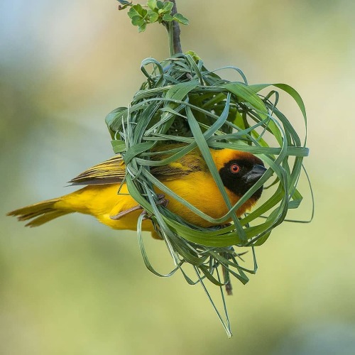 trashzy:Vitelline Masked Weaver