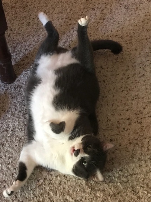 boschintegral:bigbitterbi:stretch!@mostlycatsmostly