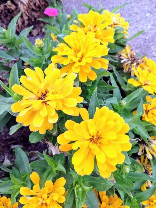 thearizonarose - Yellow Zinnias // Taken August 17, 2018