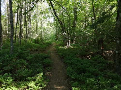 Garphyttan national park, Närke, Sweden. When on a trek, I often take a lot of pictures wi