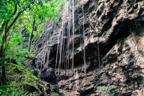 steepravine:  Roots Hanging Over Cliffs  (Kauai, Hawaii - 5/2014)