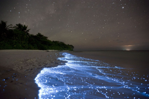 natnzin:Sea of Stars on Vaadhoo Island in the Maldives.What may appear as a mirror image of the star