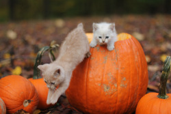 capryne:tiny halloween kittens