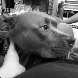 #Titus #pitbullsofinstagram