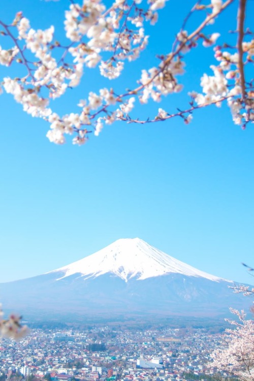 visualechoess:  Mount Fuji with Sakura Frame - © Jurairat Buangam 