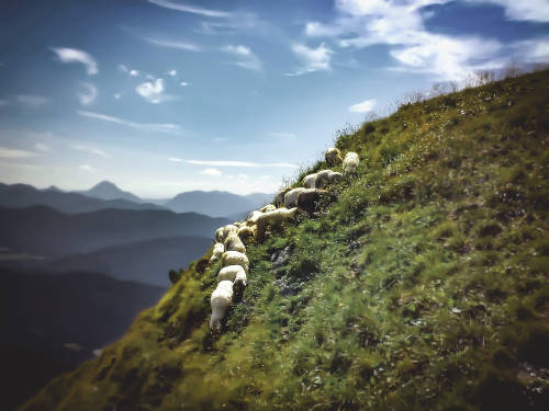 Sheep + the Alps + a cheap Nokia mobile: Who needs at $10,000 camera? by Ken Welch 快樂老虎