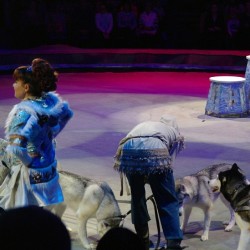 #Siberian #husky #dog #dogs #cute #pretty #beautiful #beauty #animal #Animals  .  #Izhevsk #Circus #Christmas #Show #Russia #RussianCircus #travel  January 7, 2014  #ИжевскийЦирк #Ижевск #Цирк #УдмуртскийЦирк #Удмуртия