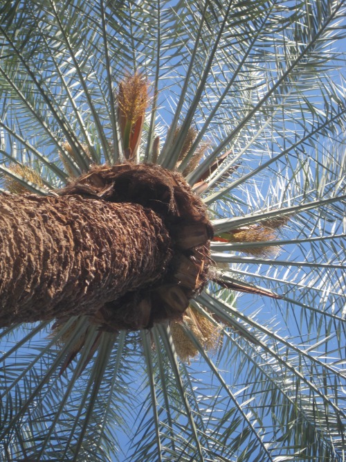Palm Tree, Arizona State University Campus, Tempe, Arizona, 2014.